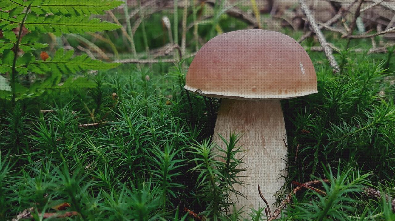 Las mejores ortopedia bami columna cervical rectificada kons bambas ortopédicas recolector de orina adulto