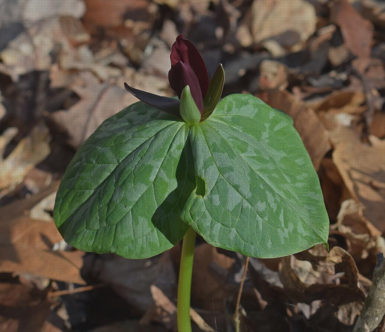 Análisis de los 23 mejores recurvatum rodillas