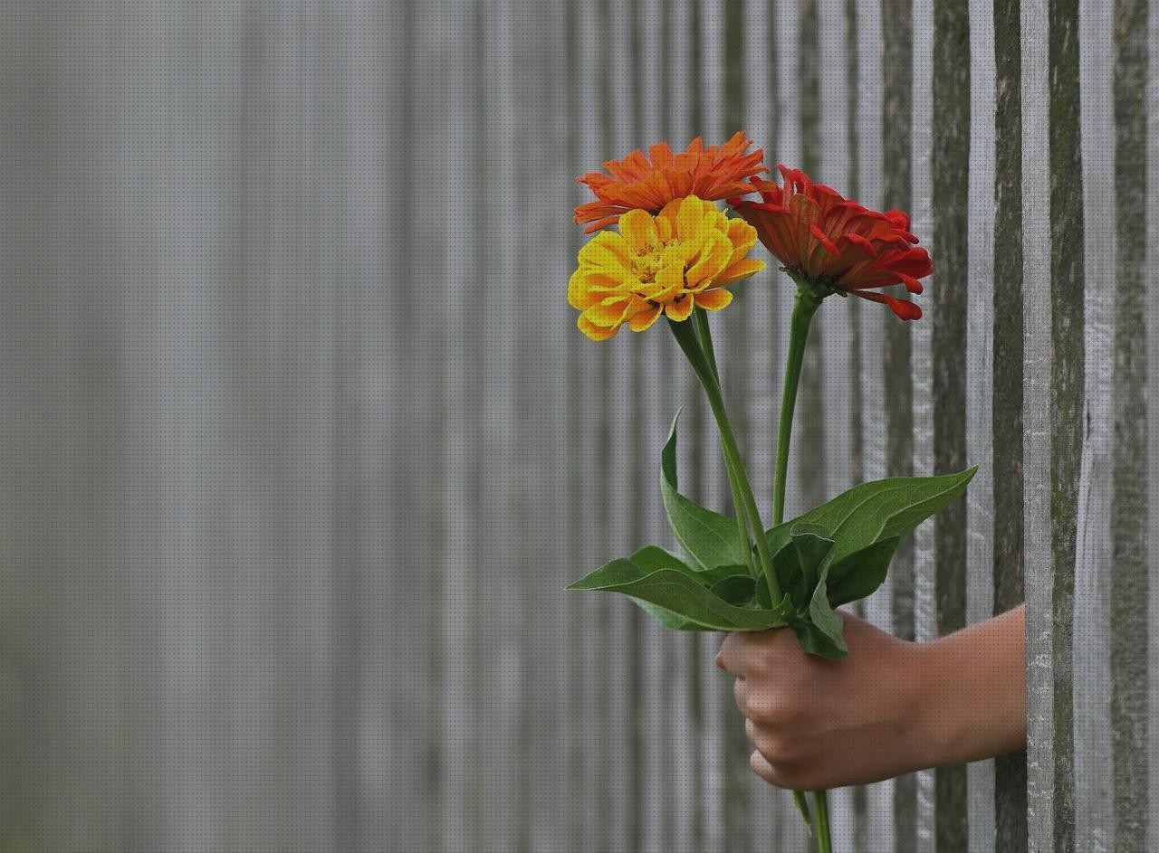 Las mejores regalos regalo andador adulto