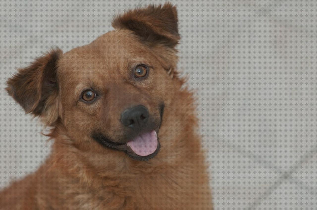 ¿Dónde poder comprar andador coleman andador motilo motilo andador ronnie coleman andador?