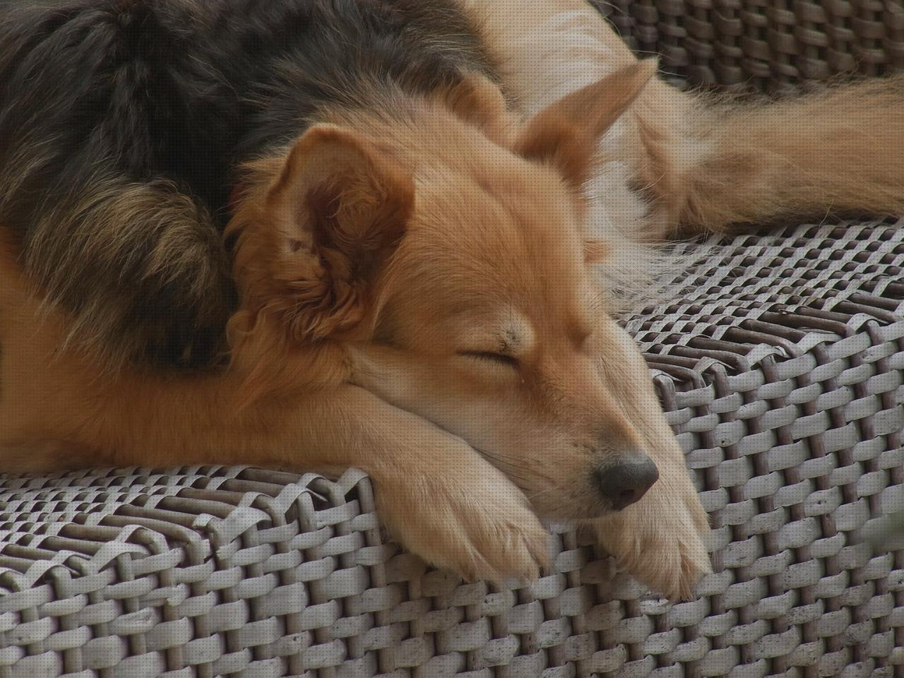 TOP 15 ronnie coleman andadores