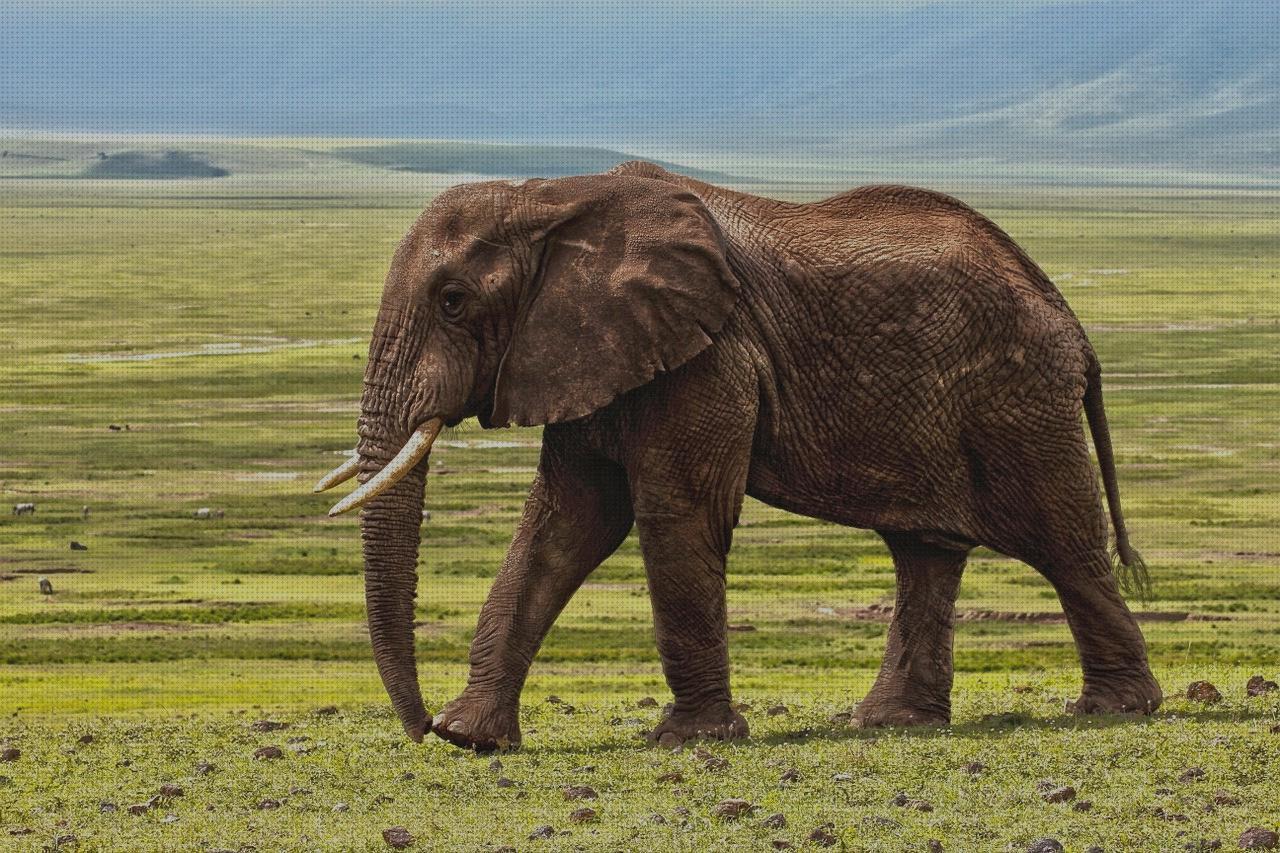 Las mejores impermeable silla ortopédica infantil pingüino melatonina capsulas 5 mg colageno hidrolizado capsulas sabanas impermeables desechables