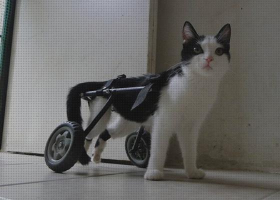 Opiniones de las 14 mejores Sillas De Ruedas Para Gatos Invalidos