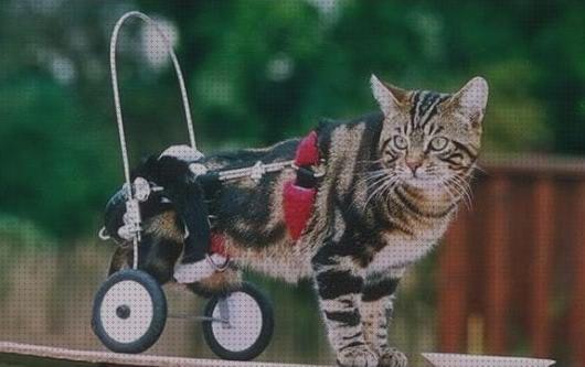 Las mejores gatos ruedas silla de ruedas para gatos invalidos