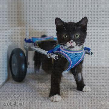 Las 14 Mejores Sillas De Ruedas Para Gatos Precios