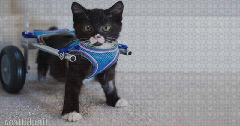 Las mejores marcas de gatos ruedas silla de ruedas para gatos precio