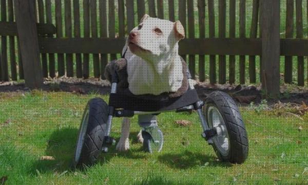 ¿Dónde poder comprar patas silla de ruedas para perro patas delanteras?