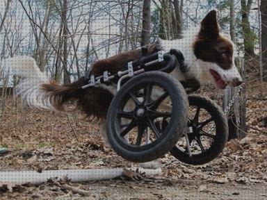 Análisis de las 12 mejores Sillas De Ruedas Para Perros Patas Delanteras