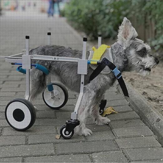 Las mejores patas silla de ruedas para perro patas delanteras