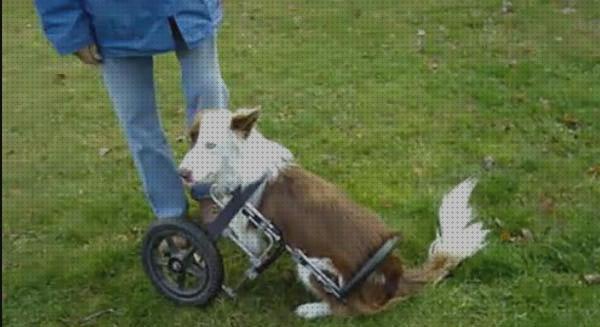 Review de silla de ruedas para perro patas delanteras