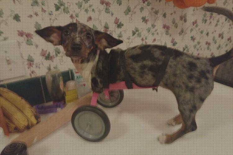 ¿Dónde poder comprar perros ruedas silla de ruedas para perros baratas?
