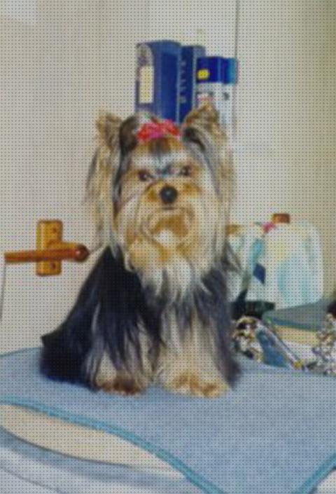 Las mejores perros ruedas silla de ruedas para perros yorkshire