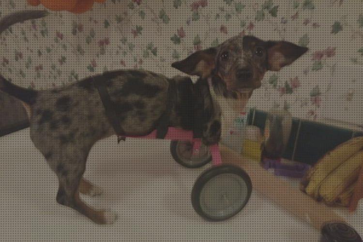 Review de sillas de ruedas para perros baratas