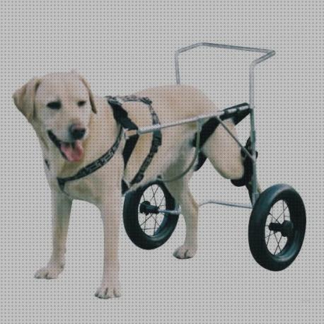 ¿Dónde poder comprar sillas sillas ortopédicas para perros?