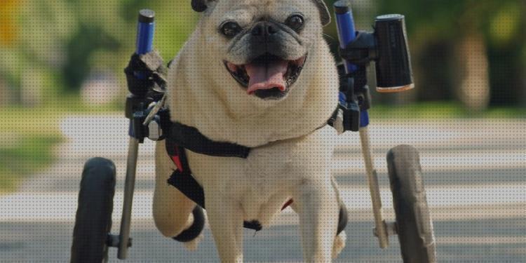 Las mejores sillas sillas ortopédicas para perros