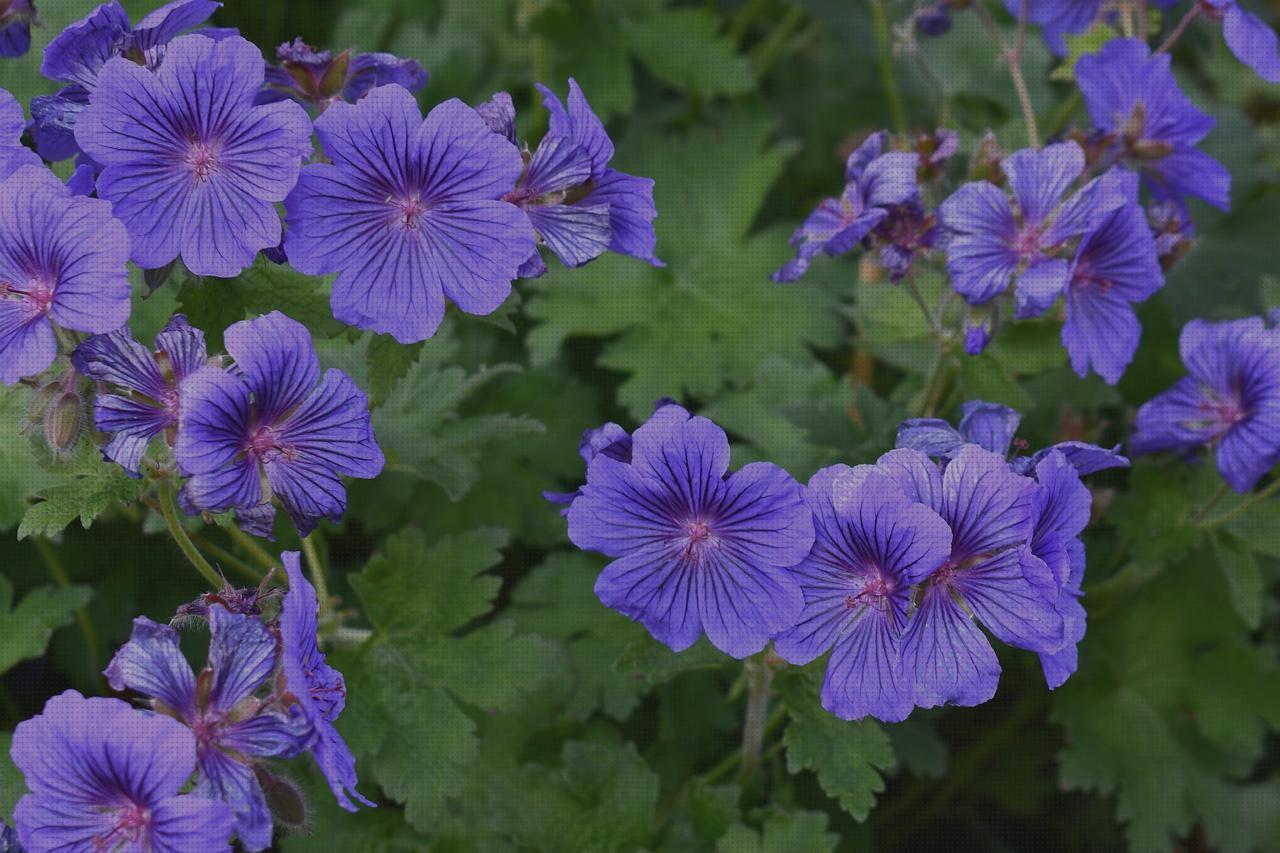 Las mejores sterling s425 vaso de disfagia cabestrillo velour sterling sapphire 2