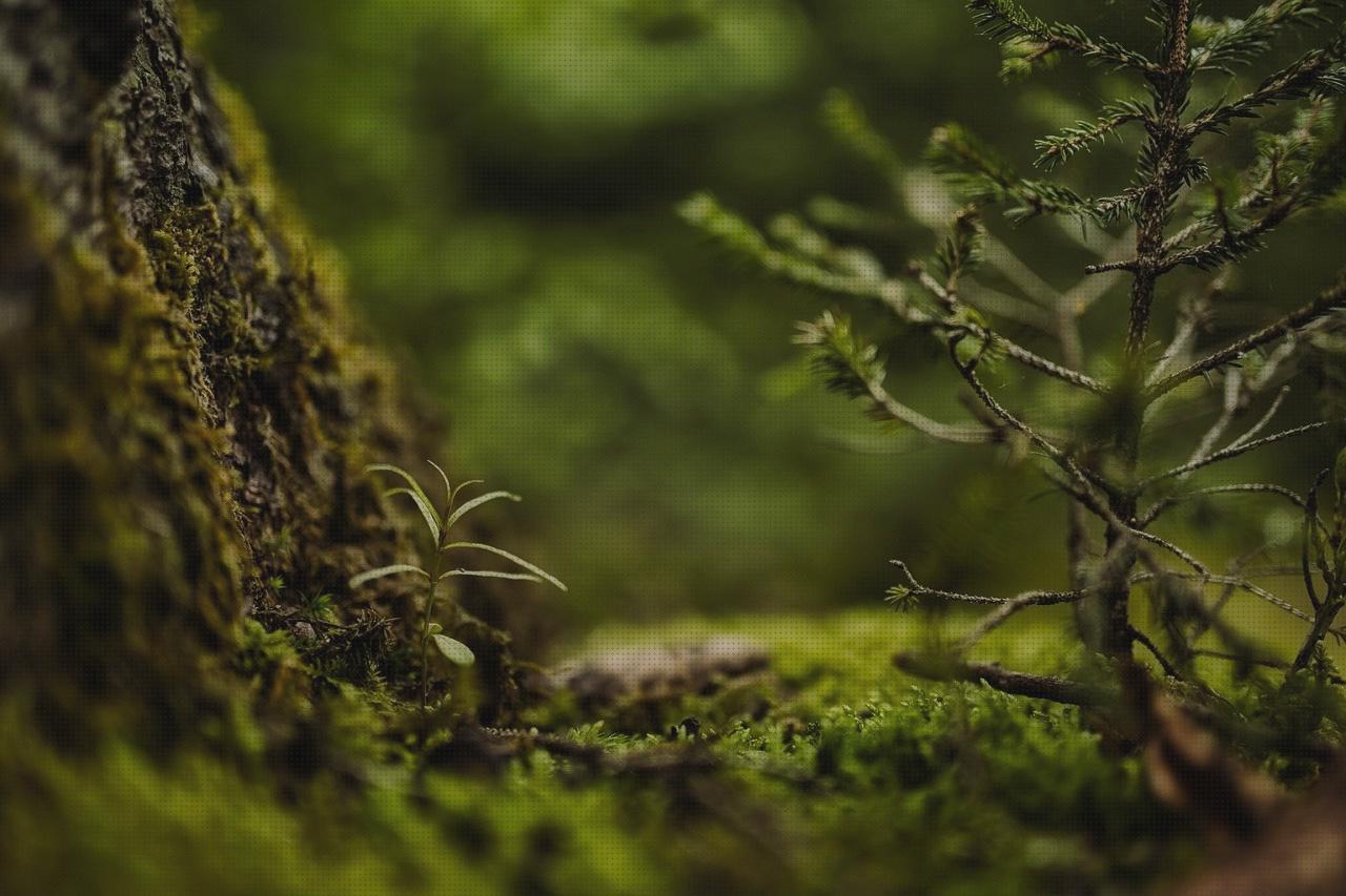 Las mejores marcas de piso andador mayores melatonina capsulas 5 mg colageno hidrolizado capsulas suelo desmontable