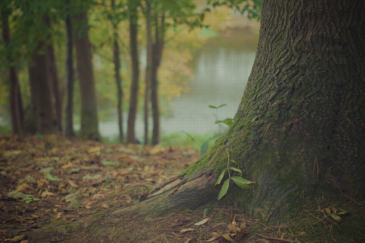 Las mejores marcas de piso andador mayores melatonina capsulas 5 mg colageno hidrolizado capsulas suelo desmontable modular