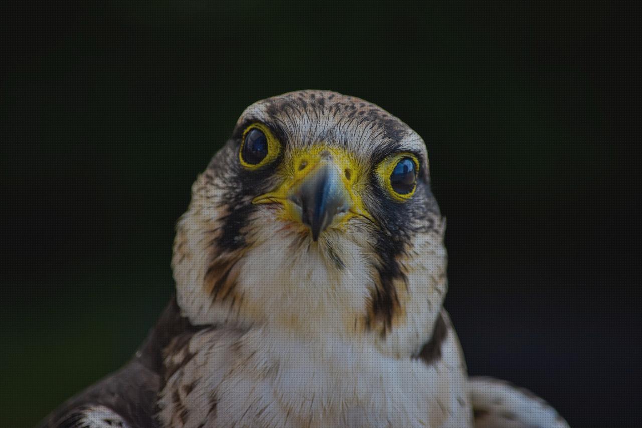 ¿Dónde poder comprar fachadas ortopédica sirena ortopédica cojin de gei ortopédico sujetador ortopédico fuertevetura?