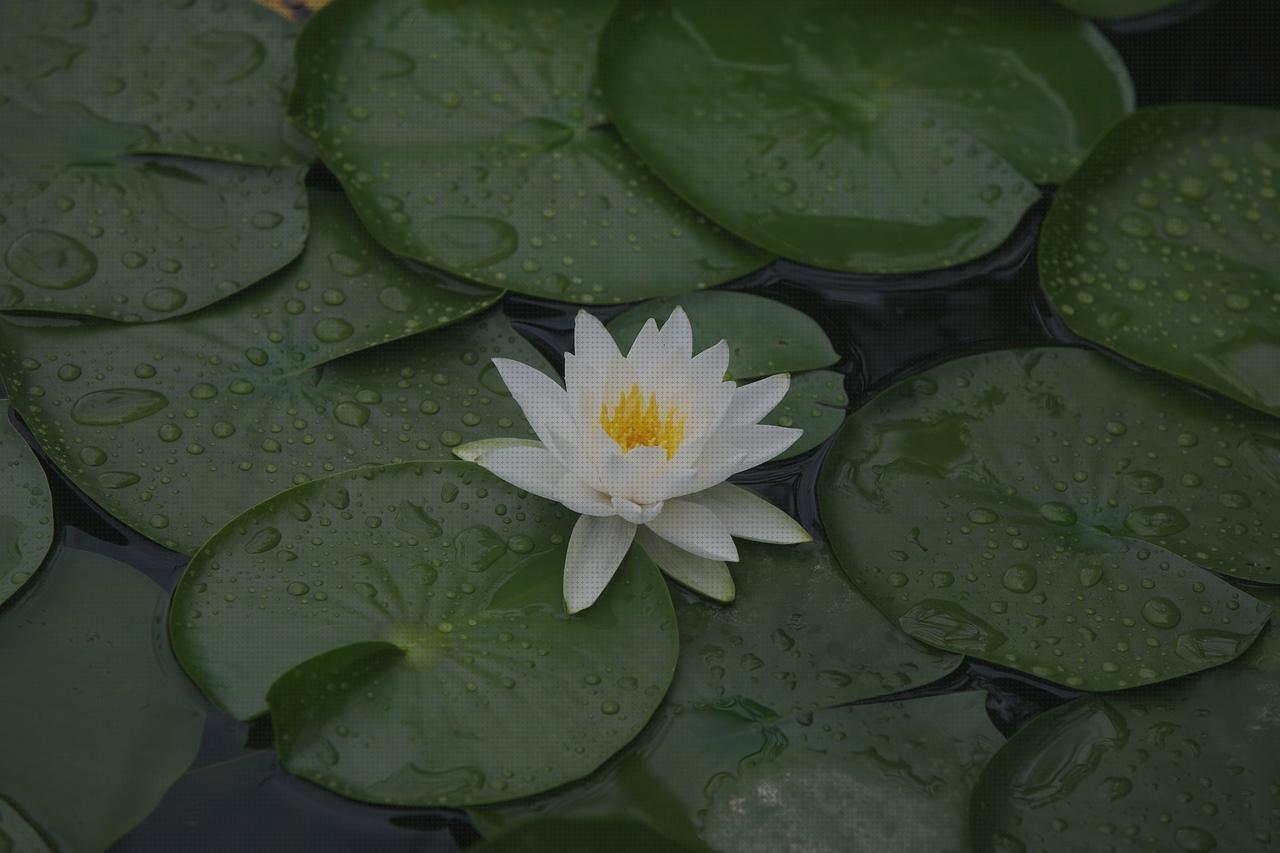 ¿Dónde poder comprar residencia fortuny albors vaso de disfagia cabestrillo velour toallitas oftalmicas?