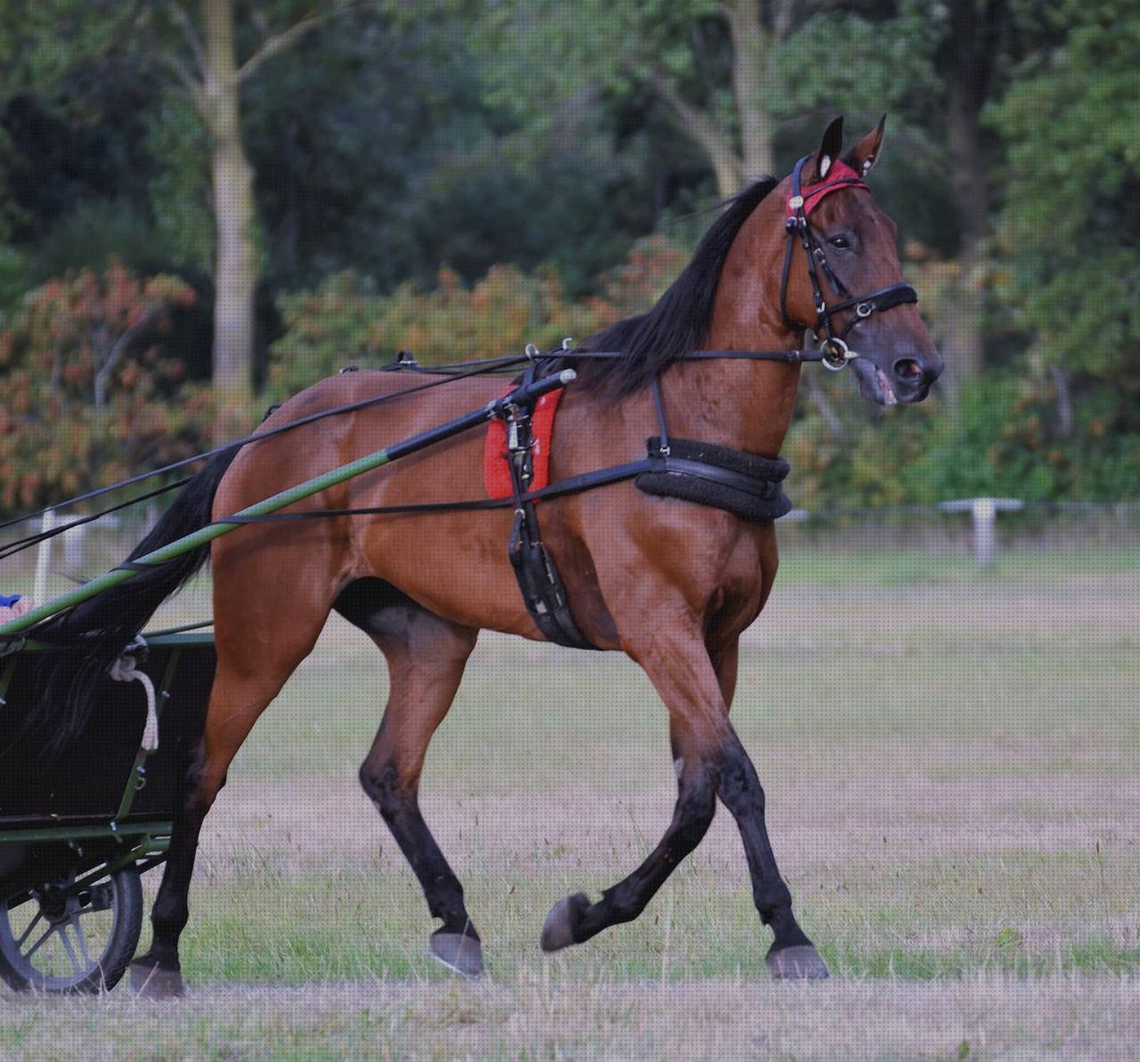 Review de trabarse al hablar