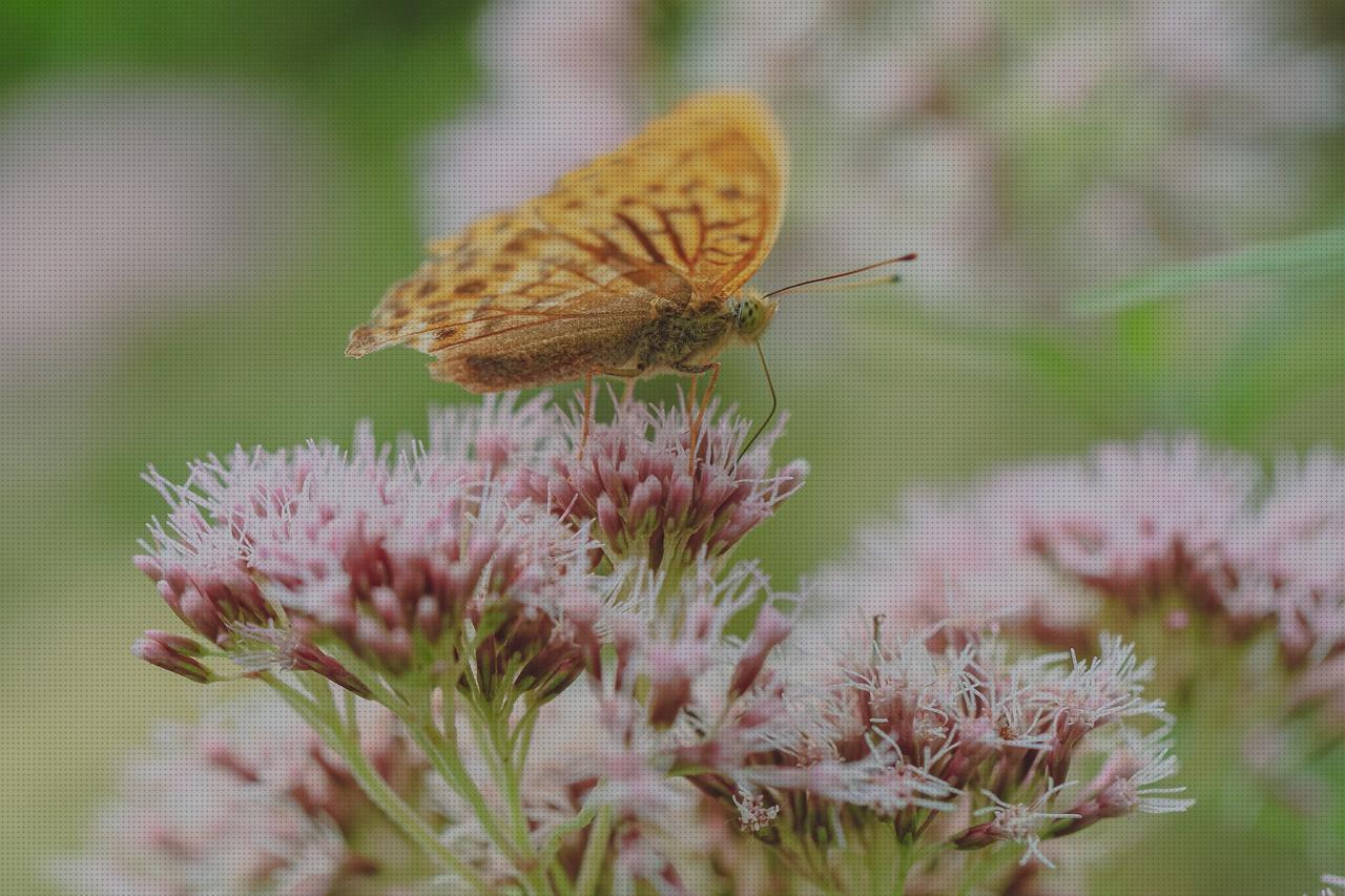 Review de valeriana complex