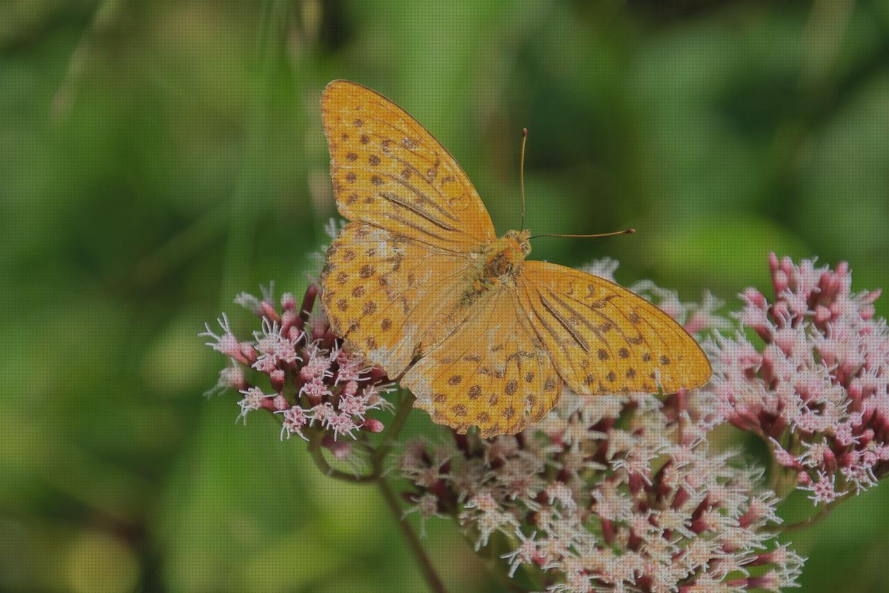11 Mejores valeriana complex