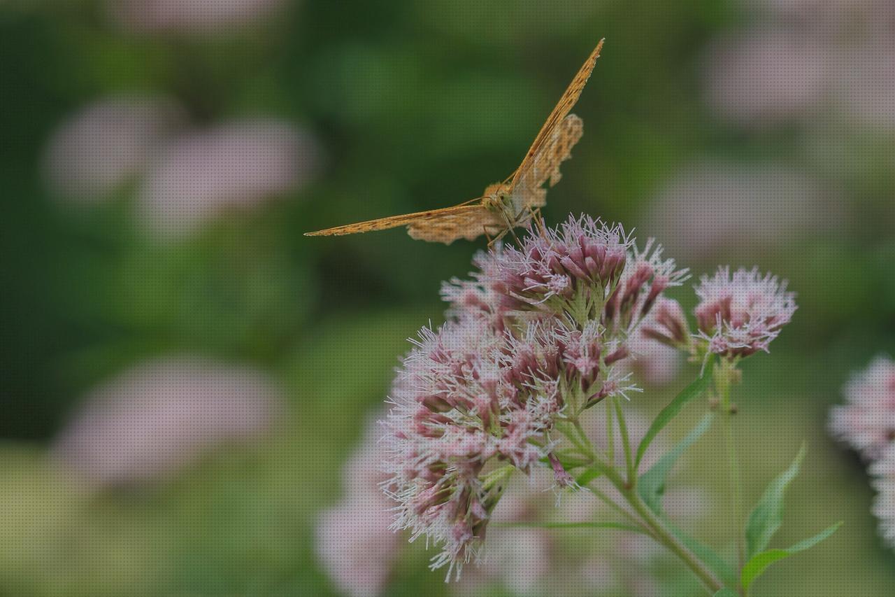 ¿Dónde poder comprar valeriana amputacion supramaleolar adductor hernia valeriana comprimidos?