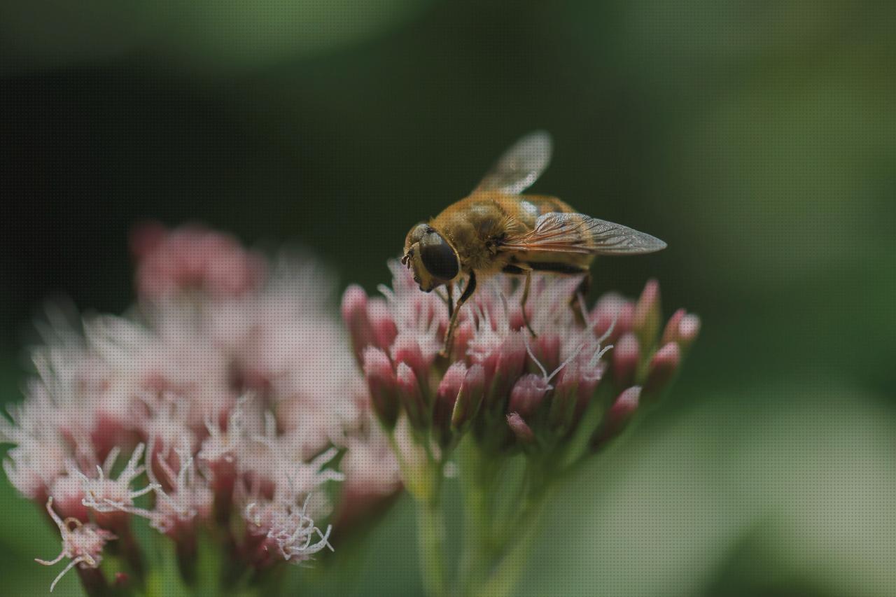 Las mejores valeriana amputacion supramaleolar adductor hernia valeriana comprimidos
