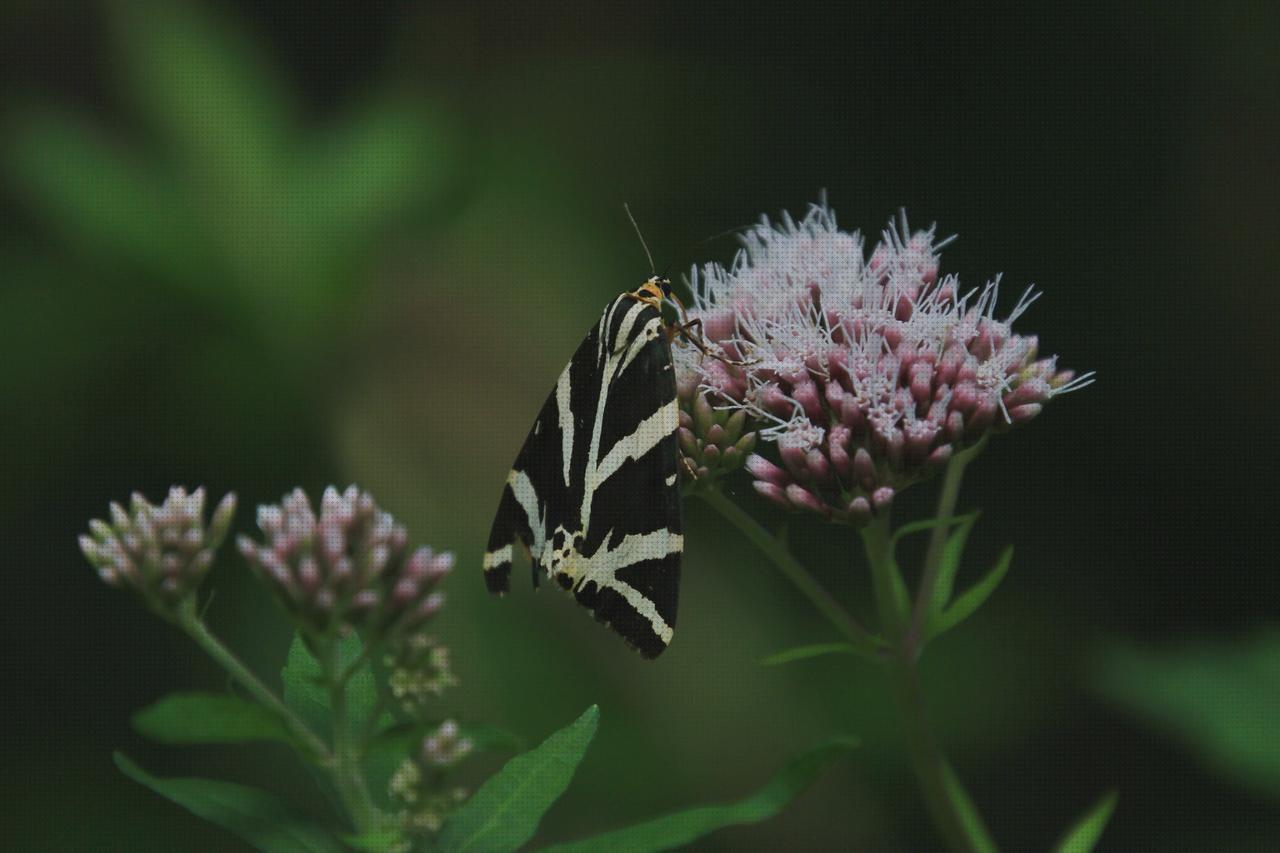 Review de valeriana comprimidos