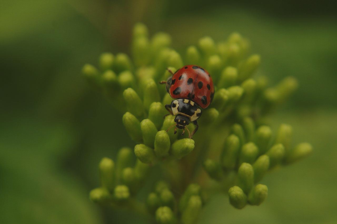 Mejores 27 vaquitas balancin andadores a la venta