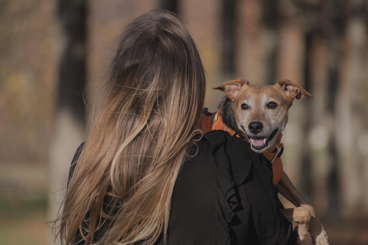 ¿Dónde poder comprar wallapop andador adulto melatonina capsulas 5 mg colageno hidrolizado capsulas wallapop arnes ortopédico?