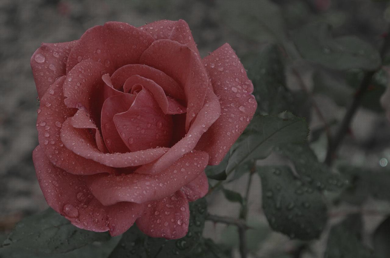 Análisis de los 28 mejores water ortopedicos